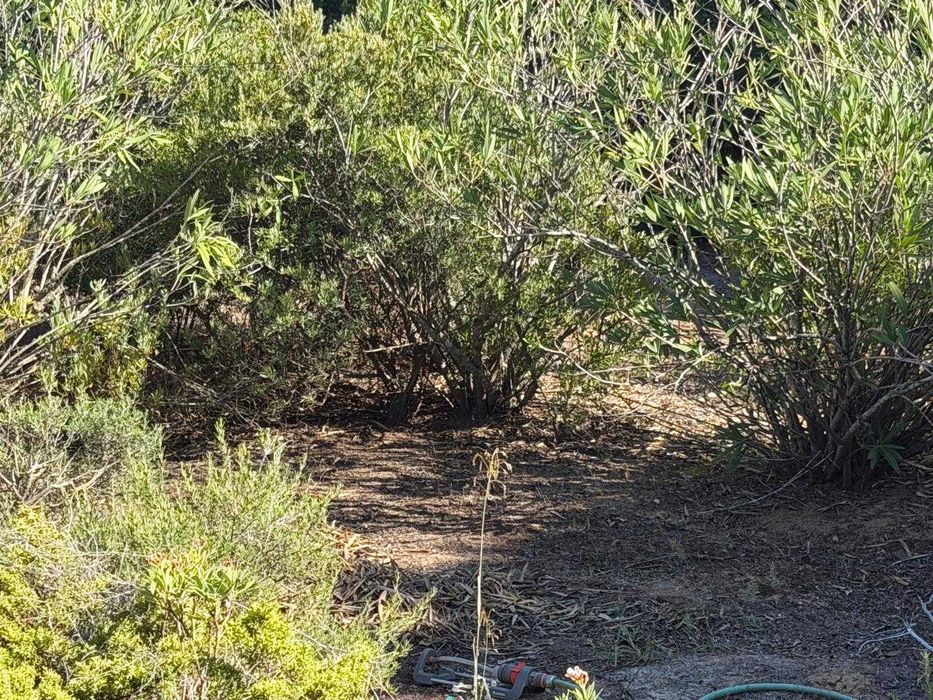 limpeza de jardim