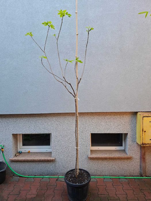 Drzewka figowe z owocami, Ficus carica