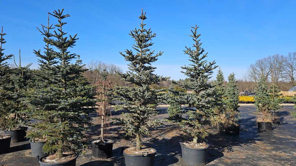 Świerk Sosna Jodła Cis duży wybór Liściaste do wys. 5m dowóz sadzenie