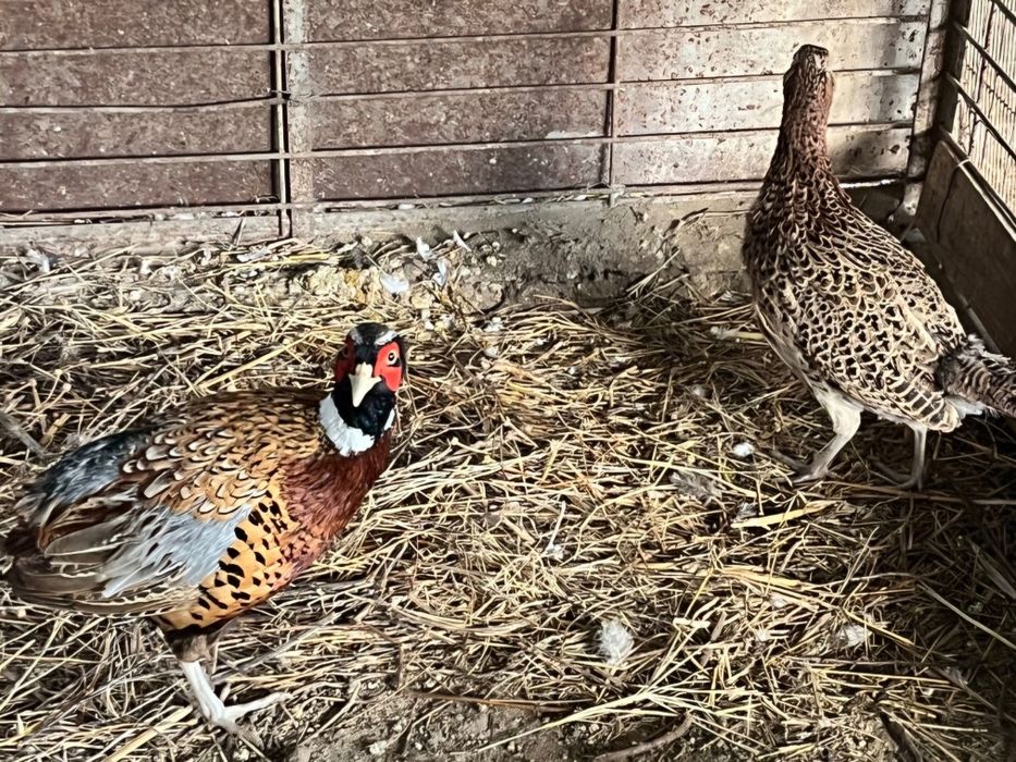 Vende se Faisões adultos