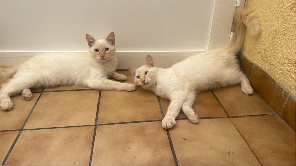Gatos para adopção responsavel