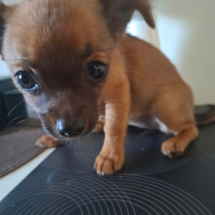 Szczenię chihuahua Oddam w dobre ręce
