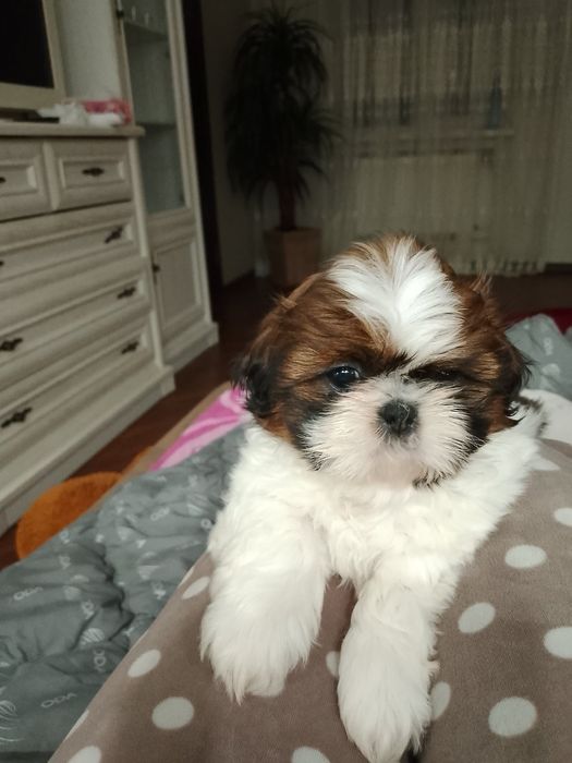 Чарівна дівчинка Щи-тцу