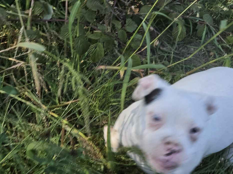 Piesek american bully  z metryką
