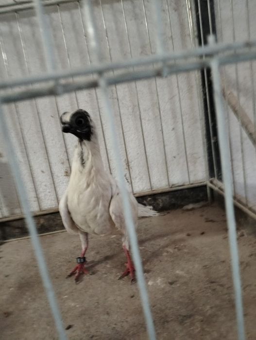 Szek polski samica