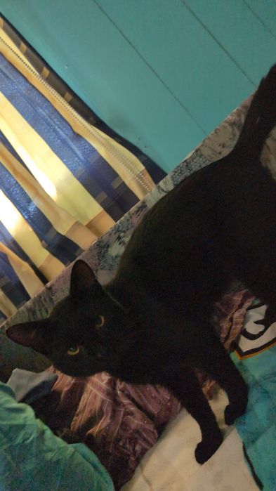 Zaginął kot okolice augustowa