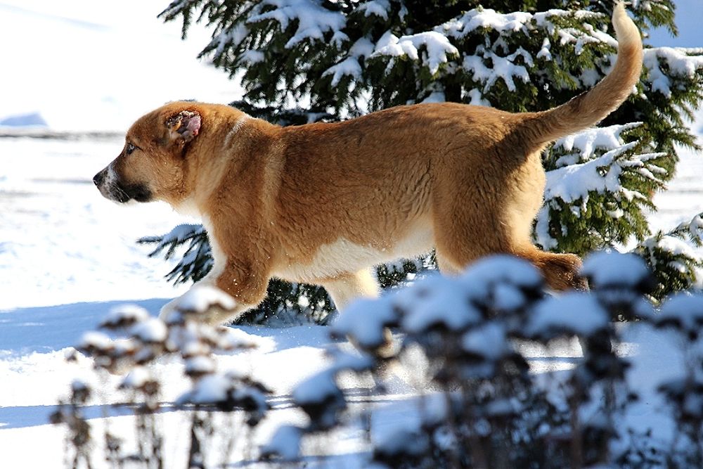 Короткошерстний  хлопчик  КВ.
