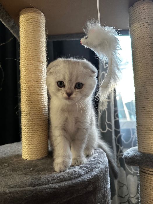 Шотландські кошенята скотіш фолд срібна шиншила