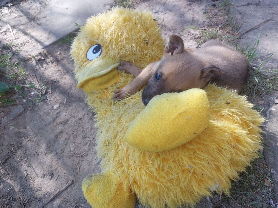 ! ЦУЦЕНЯТА шукають родину !