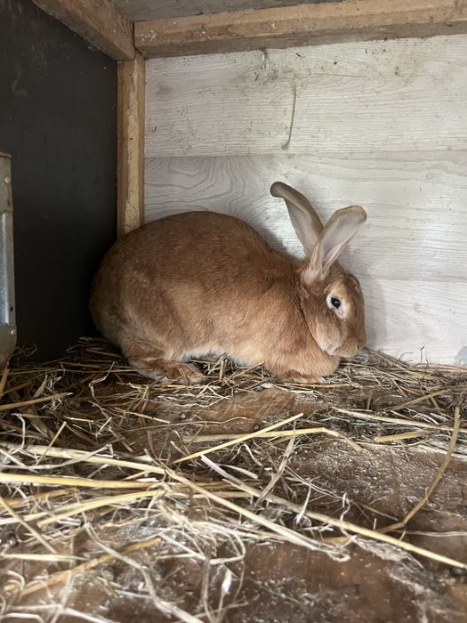 Samica królika mieszaniec zakocona