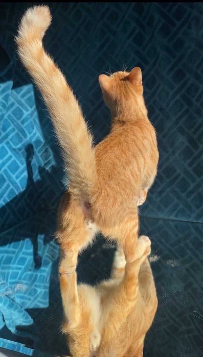 CASTRADO ! Macho juvenil disponível para adoção responsável