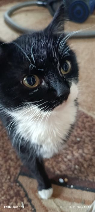 Продам кота порода египецкий Севинц цена 4500 гр