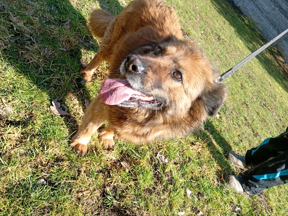 Oddam za darmo, do adopcji- prześliczna, wierna Azunia szuka domu