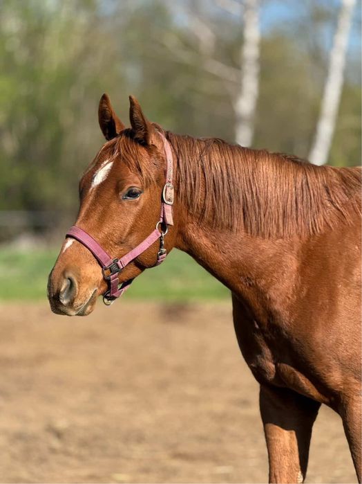 Wir - wałach małopolski
