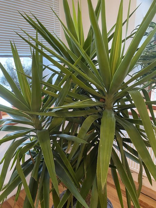 Кімнатна юкка 2м