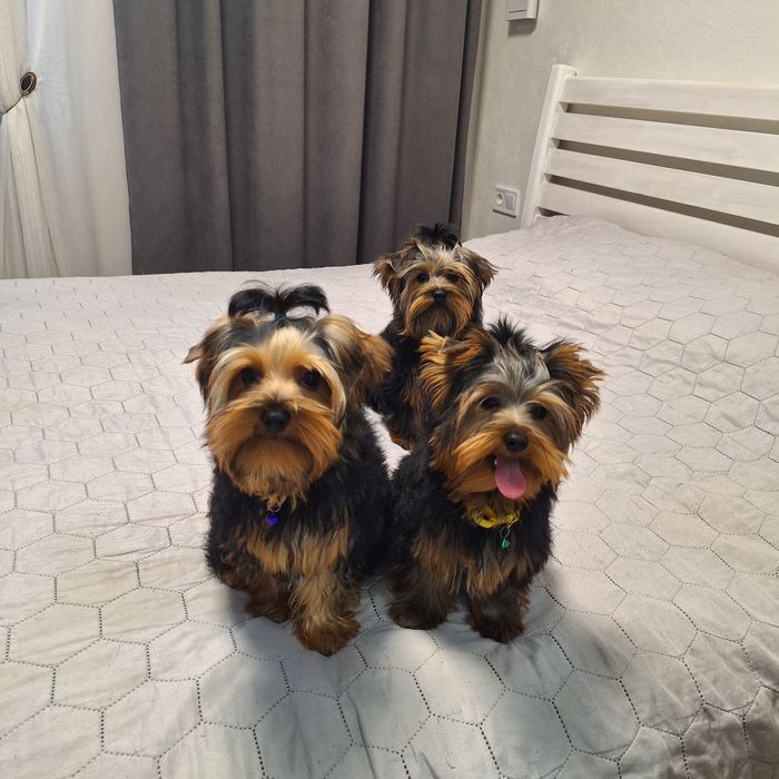 Йорчики малюки. Чикають)