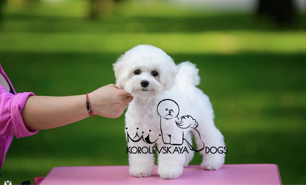 Бишон фризе щенки от Чемпионов