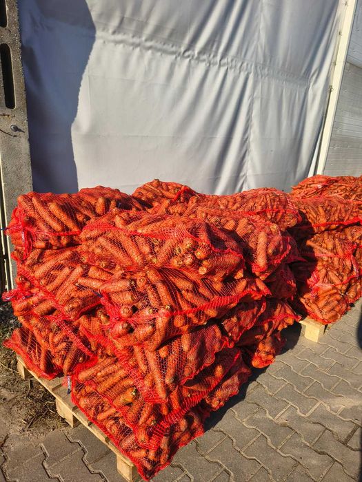 Marchew odpadowa/paszowa