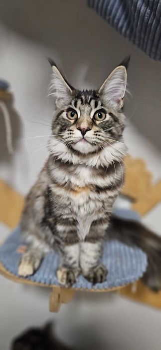 Kotka Maine Coon Kaja