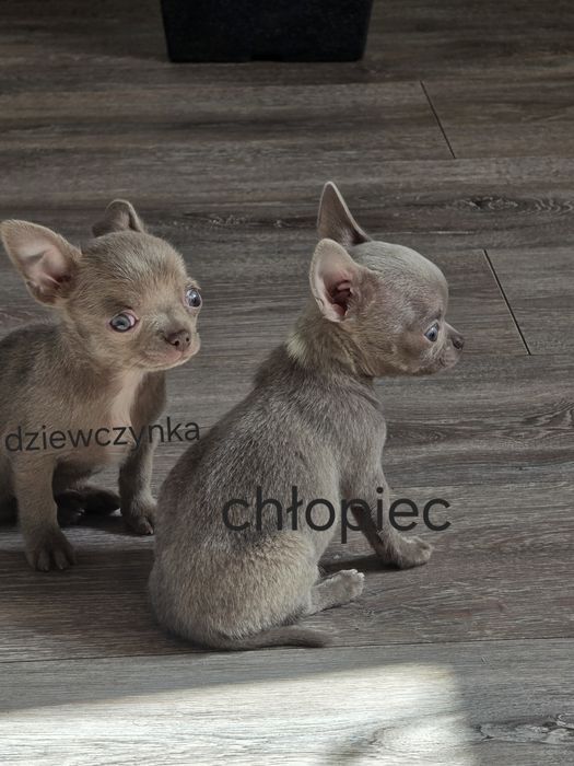 Chichuała śliczna suczka