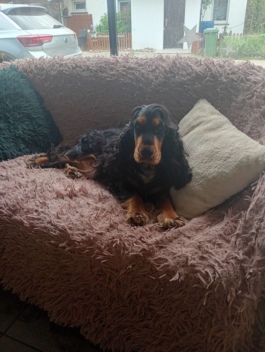 Cocker spaniel angielski piesek