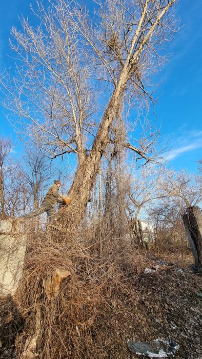 Спил деревьев с вывозом веток