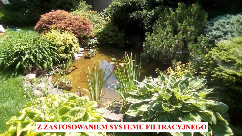 lilie wodne , rośliny strefy błotnej ,oczka wodne, filtry , prefiltry,