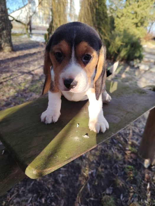 Beagle tri-color szczenię