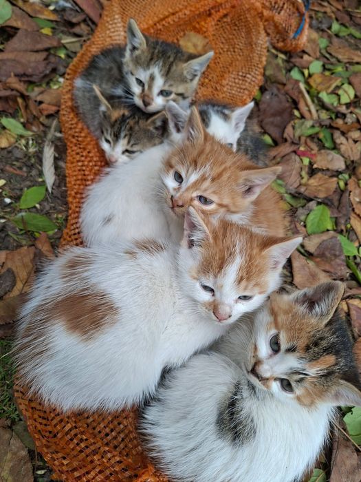 Oddam w dobre ręce małe kotki