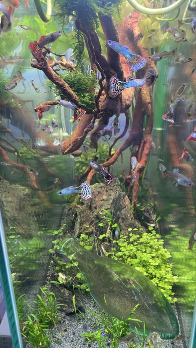 Guppys - machos e fêmeas para venda