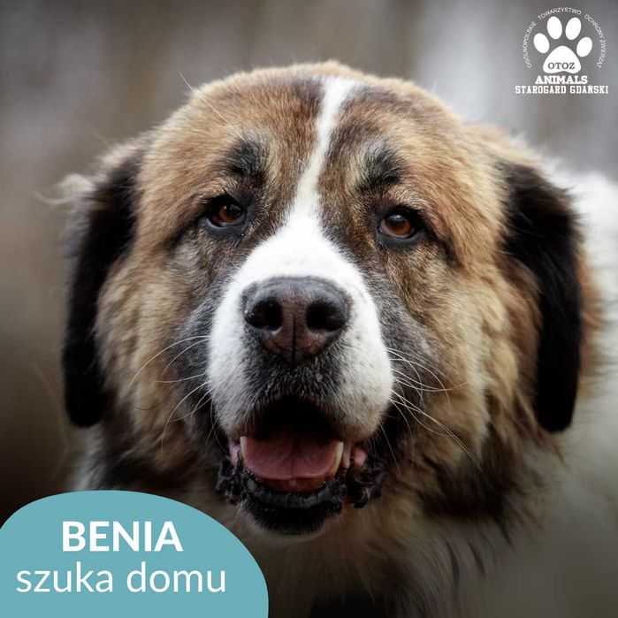 Beńka w typie Bernardyna szuka domu