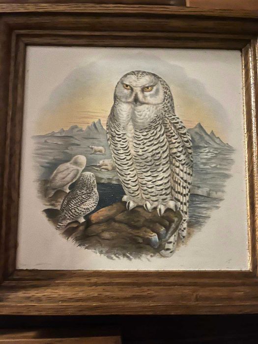 сови в рамках для декора