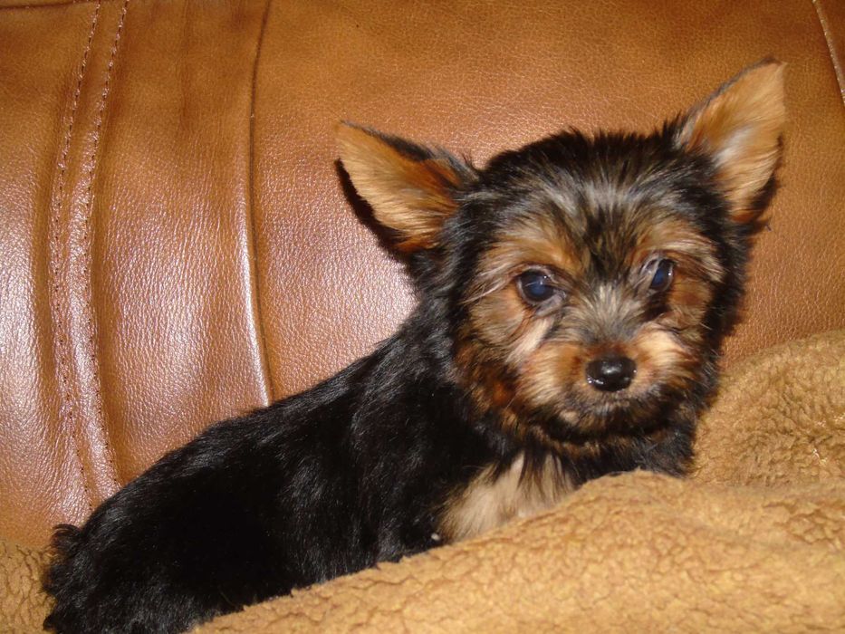 Yorkshire Terrier chłopczyk