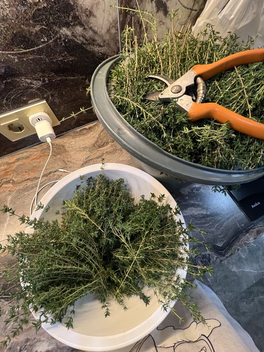 Чабер (тимʼян) свіжий.