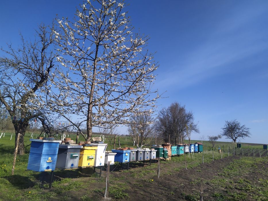Продам Бджолопакети Та Бджоло Сім'ї