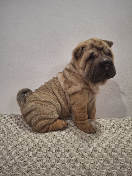 Шарпейчики антистресики