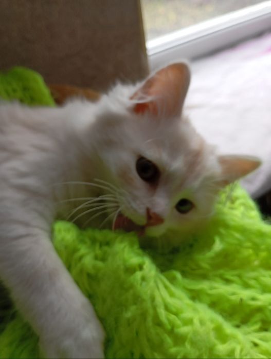 КІШЕЧКА чекає на родину.