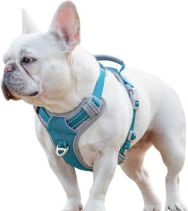 Szelki dla psa L + kaganiec XL  regulowane oddychające zestaw