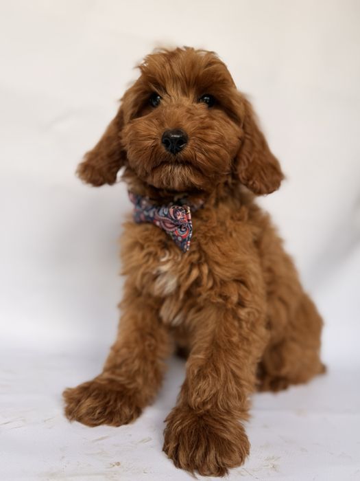 Cokapoo, cocapoo F1 Cookie pudel+cocker spaniel
