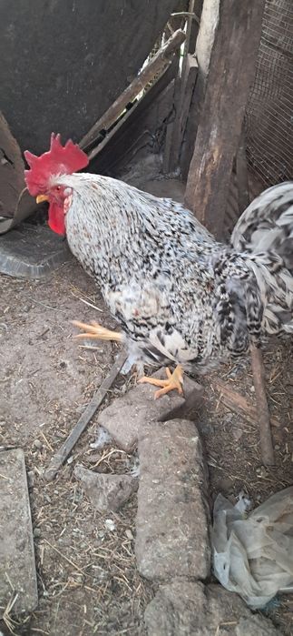 Galos de ótima qualidade caseiros