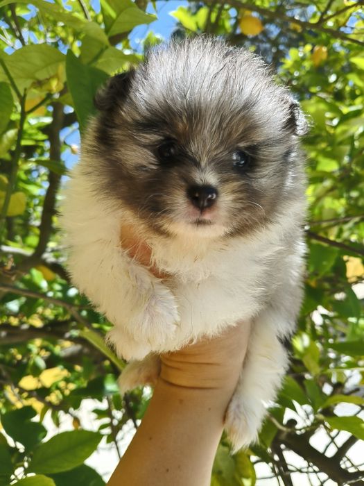 Spitz alemão menino Merle