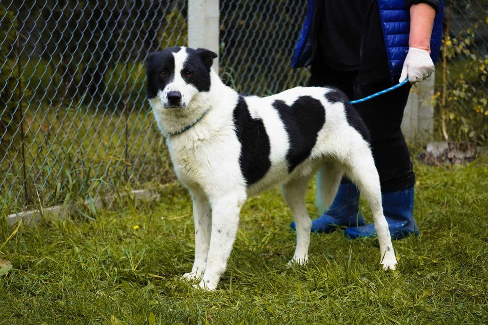 Szon - śliczny czarno-biały pies