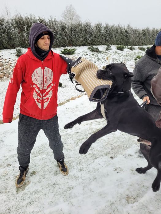 Miot Cane Corso Italiano Szczeniak Sunia Suczka