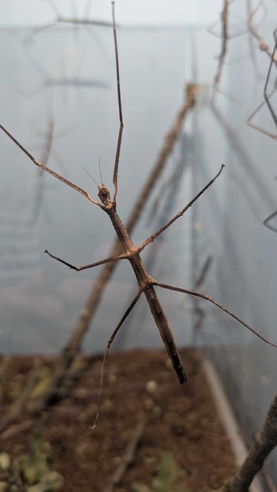 Patyczak rogaty duże lub małe