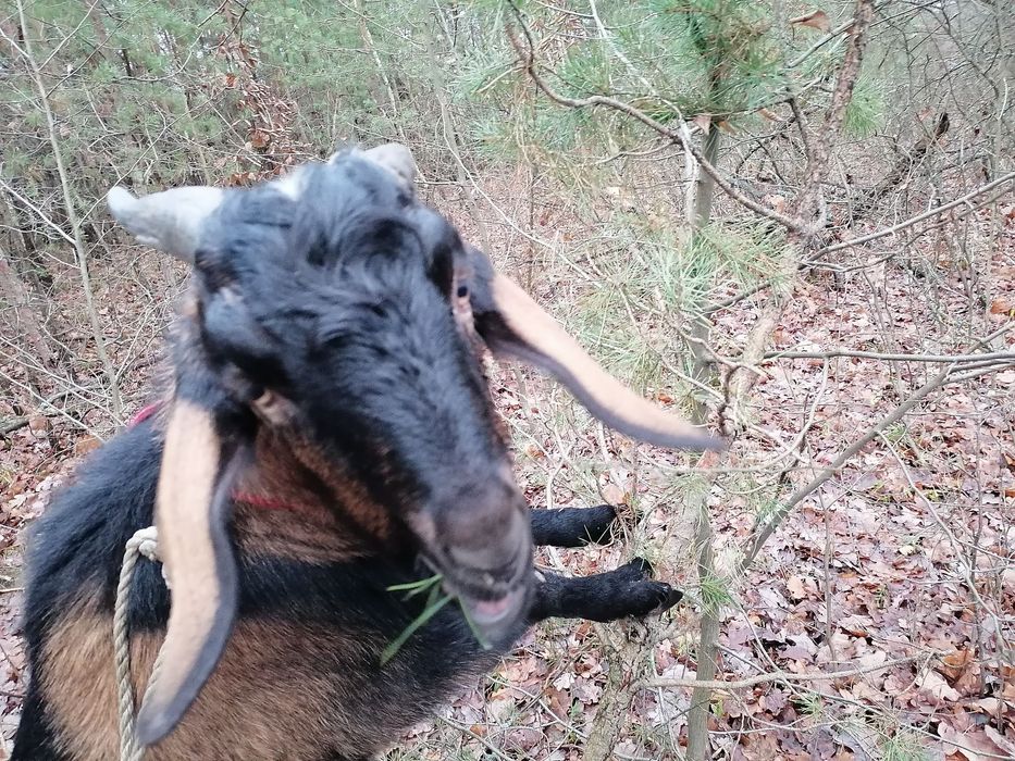 Продаються чотири кози