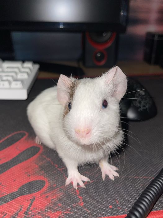 Морская свинка девочка