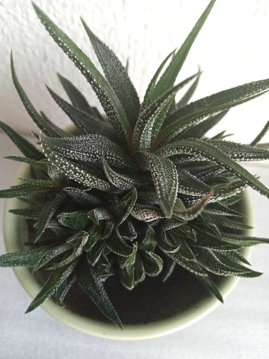 Planta suculenta natural