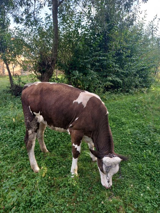 Продається теличка