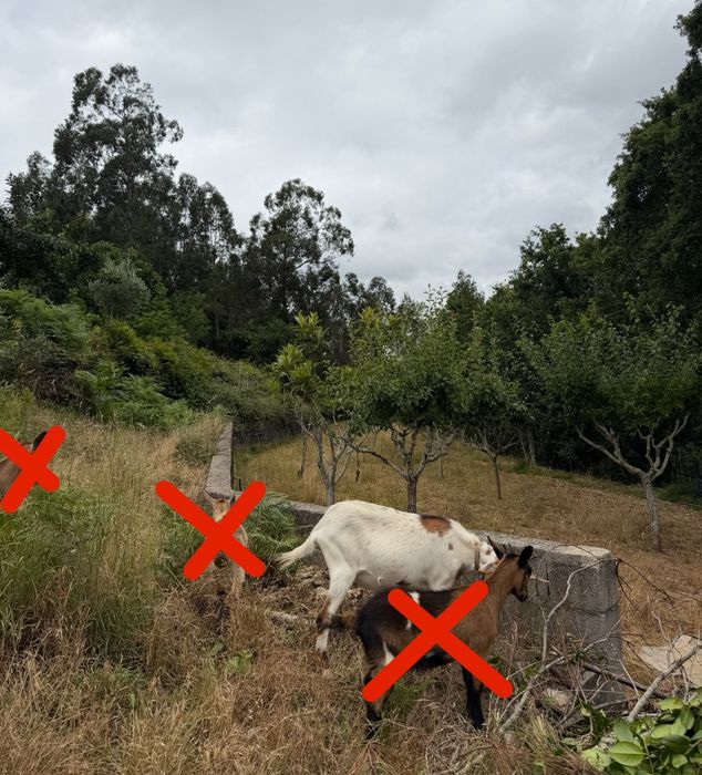 Cabras - Excelentes para Limpeza de Terrenos e Criação (Lote ou Unidade)