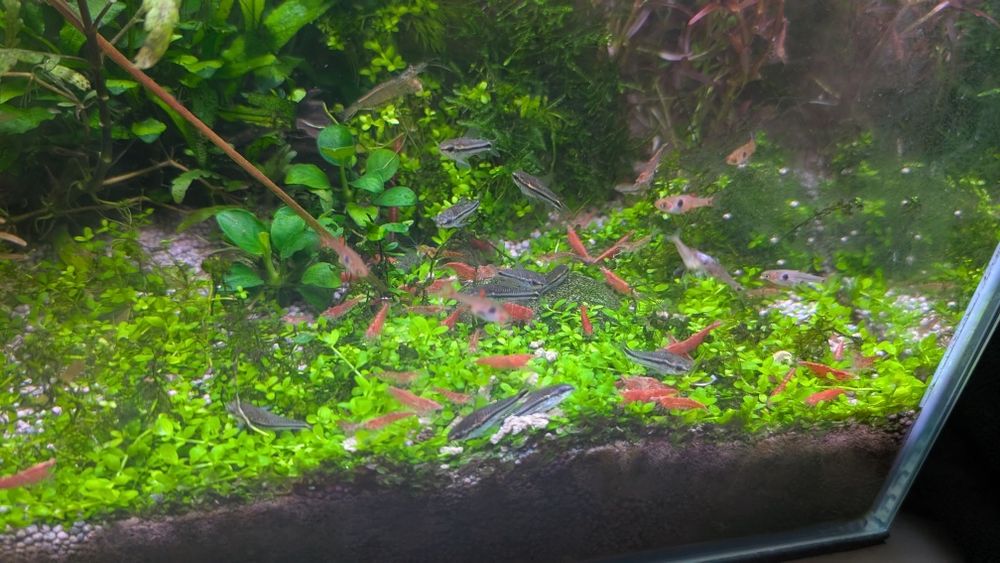 Camarões neocaridina red cherry